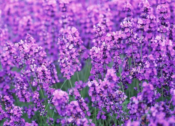 Name:  Lavender-Pillow-Offers-You-.jpg
Views: 3702
Size:  50.7 KB