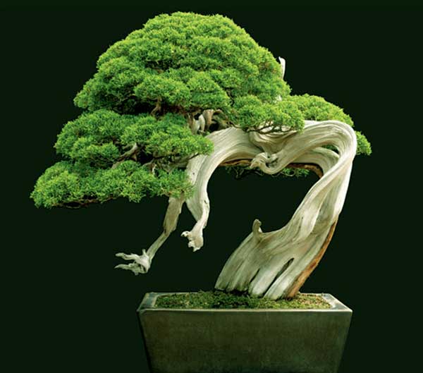 Name:  bonsai-garden.jpg
Views: 90
Size:  32.1 KB