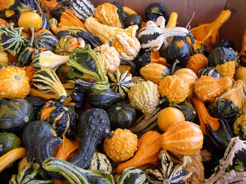 Name:  Gourds.jpg
Views: 70
Size:  41.9 KB