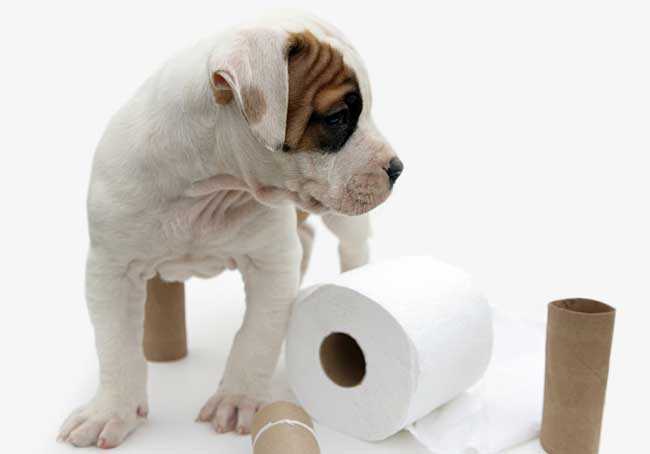 Name:  puppy-house-training.jpg
Views: 551
Size:  12.6 KB