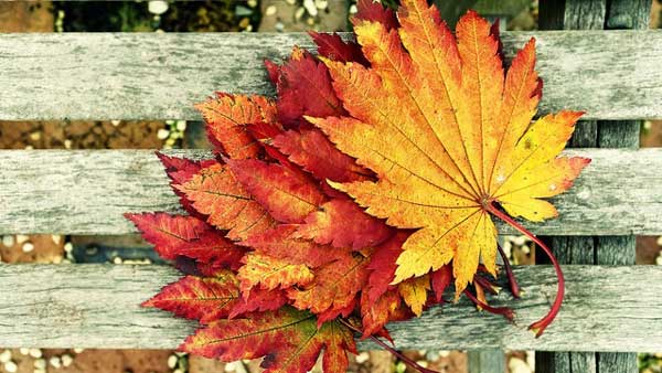 Name:  autumn-leaves.jpg
Views: 214
Size:  46.0 KB