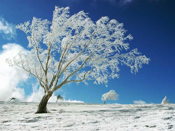 Name:  winter-tree.jpg
Views: 94
Size:  47.2 KB