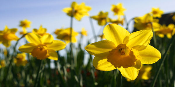 Name:  Spring_daffodils.jpg
Views: 205
Size:  37.2 KB