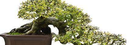 Name:  bonsai.jpg
Views: 156
Size:  30.1 KB